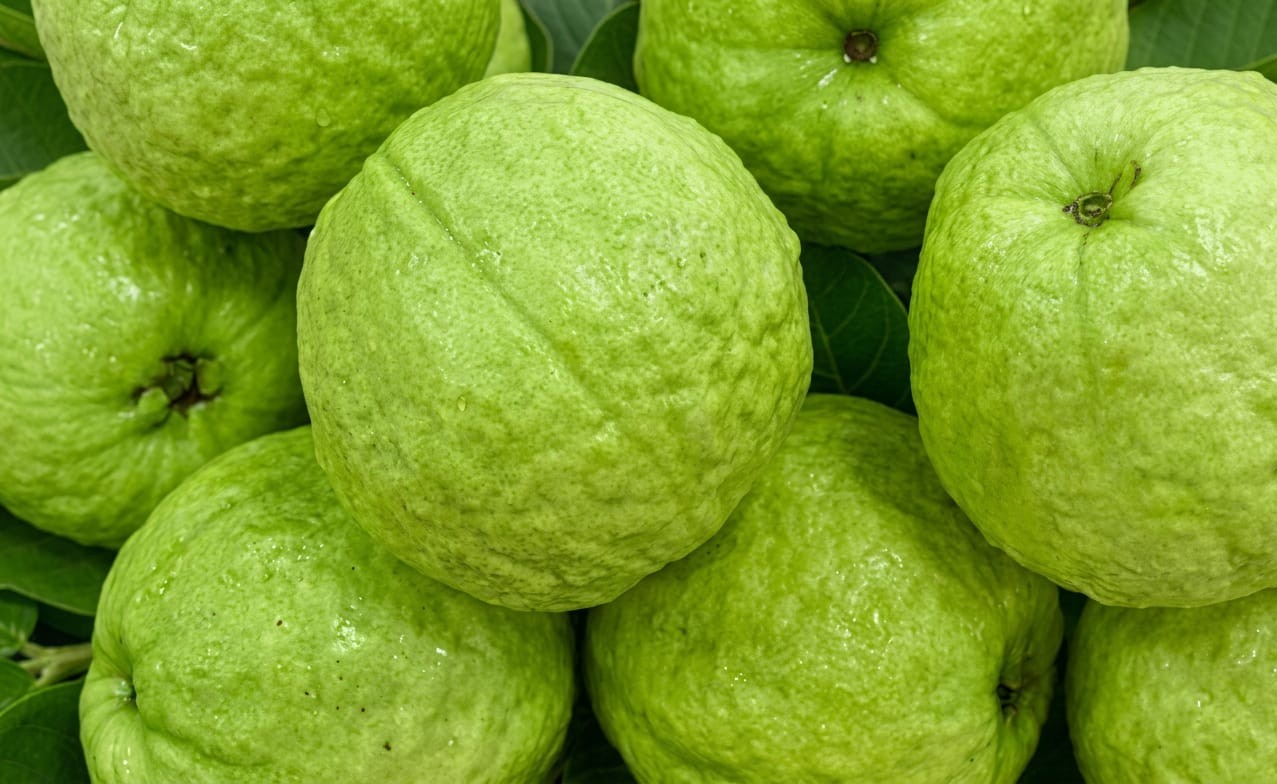 Guava Plants