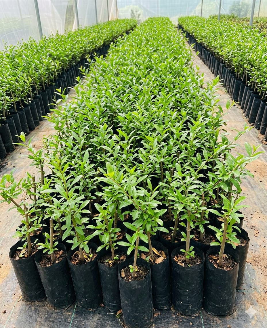 Premium Nursery Plants